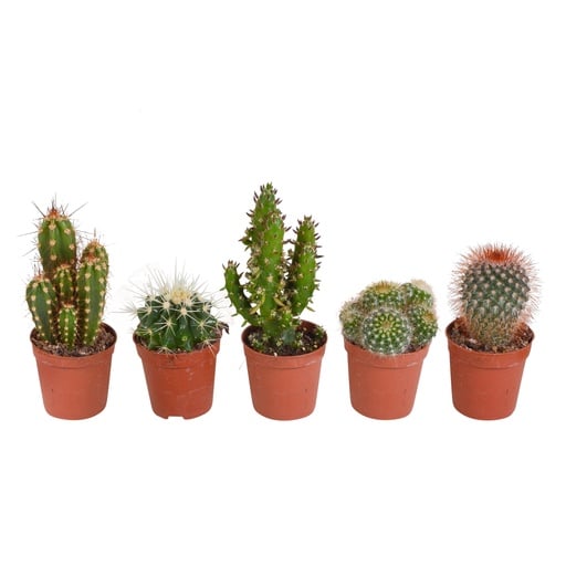 "Kakteen-Mix 5er-Set – pflegeleichte Zimmerpflanzen, Topf-Ø 5,5 cm, ohne Übertopf image"
