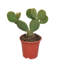Opuntia microdasys - 17cm - ohne Topf