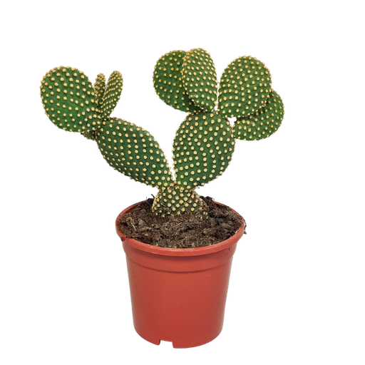 "Opuntia microdasys - 17cm - ohne Topf image"