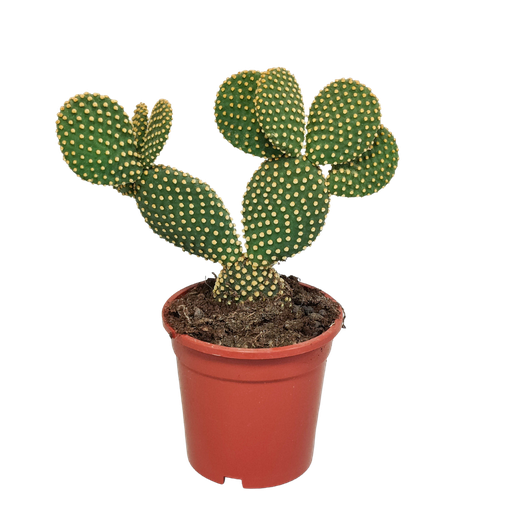 "Goldopuntie (Opuntia microdasys) – pflegeleichte Zimmerpflanze, Höhe ca. 17 cm image"