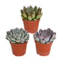 Echeveria-Mischung 8,5 cm - 3x - ohne Topf