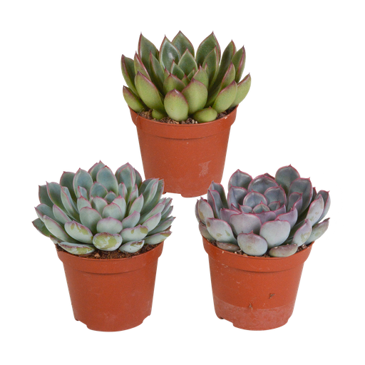 "Echeveria-Mischung 8,5 cm - 3x - ohne Topf image"