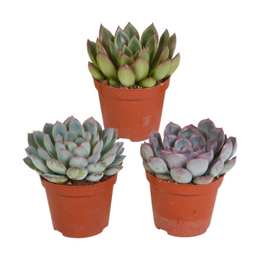 "Echeverie (Echeveria-mischung 8,5) – pflegeleichte Zimmerpflanze, Höhe ca. 8,5 cm image"