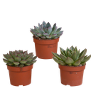 Echeveria-Mix 10,5 cm - 3x - ohne Topf