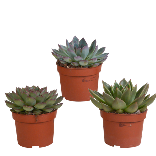 "Echeveria-Mix 10,5 cm - 3x - ohne Topf image"