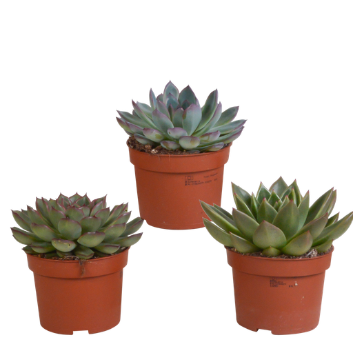 "Echeveria-Mix 10,5 cm - 3x - ohne Topf image"