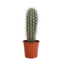 Pachycereus pringlei - 17cm - ohne Topf