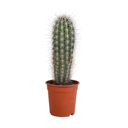 "Riesen-Säulenkaktus (Pachycereus pringlei) – pflegeleichte Zimmerpflanze, Höhe ca. 17 cm image"