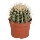 Echinocactus grusonii 12cm