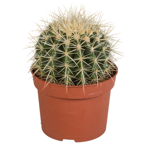 "Echinocactus grusonii 12cm image"