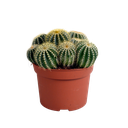 Eriocactus warasii 12cm