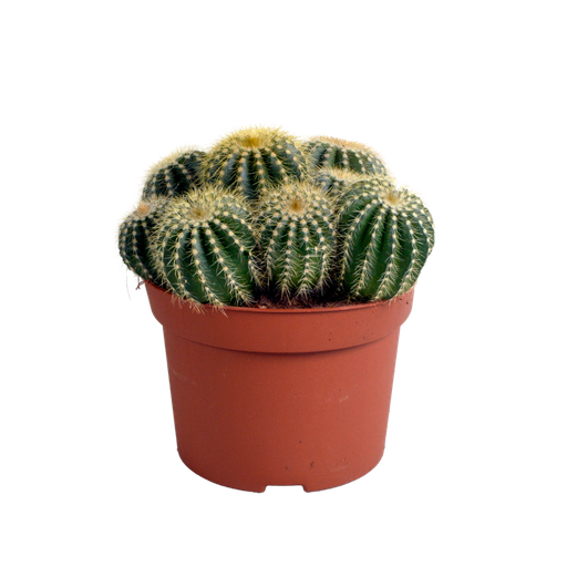 "Eriocactus warasii 12cm image"