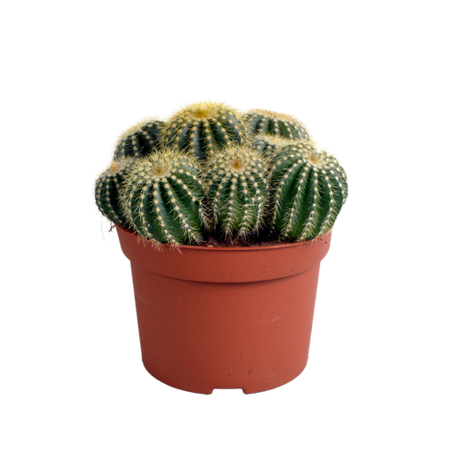 "Eriocactus warasii 12cm image"