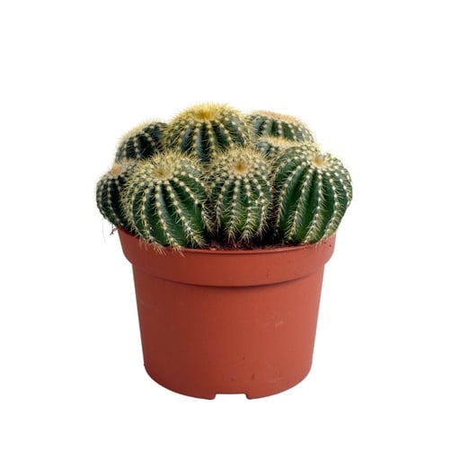 "Waras-Kugelkaktus (Eriocactus warasii) – pflegeleichte Zimmerpflanze, Topf-Ø 12 cm image"