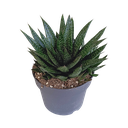 Gasteria 'd Due 17cm