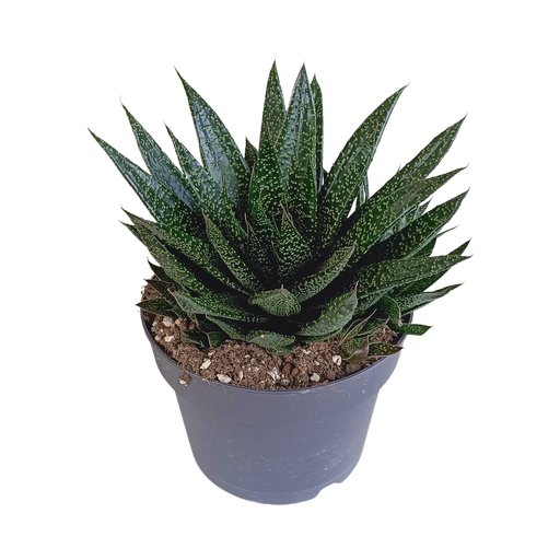 "Gasteria 'd Due 17cm image"