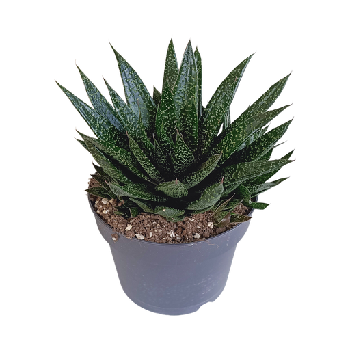 "Gasteria 'd Due 17cm image"