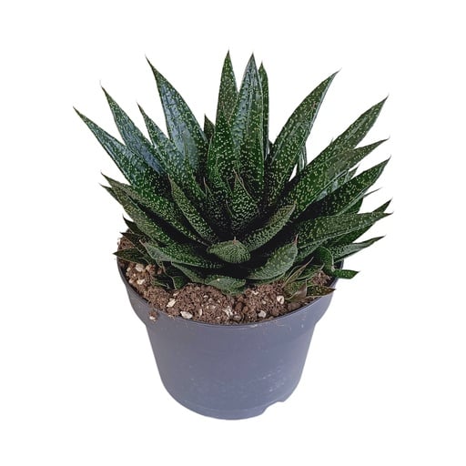 "Gasterie (Gasteria bicolor) – pflegeleichte Zimmerpflanze, Höhe ca. 17 cm image"