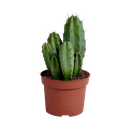 Polen chula 12cm