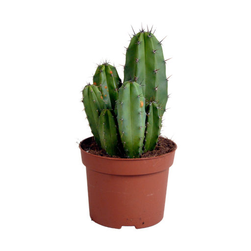 "Polen chula 12cm image"