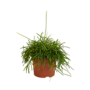 Rhipsalis baccifera Oase 12cm