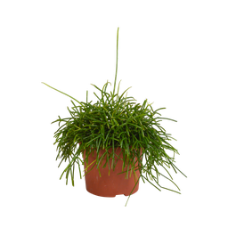 Rhipsalis baccifera Oase 12cm