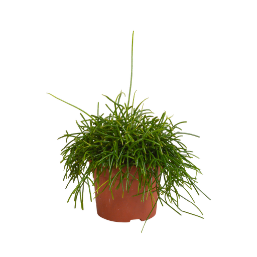 "Rutenkaktus (Rhipsalis baccifera) – pflegeleichte Zimmerpflanze, Höhe ca. 12 cm image"