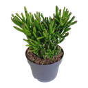 Crassula gollum 17cm