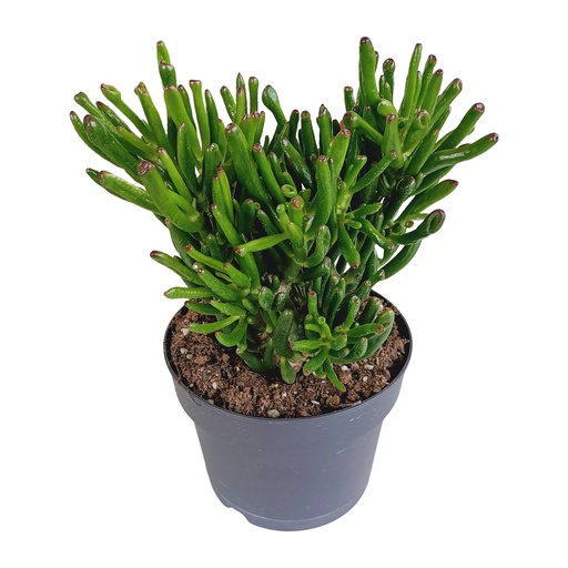 Gollum-Dickblatt Crassula gollum