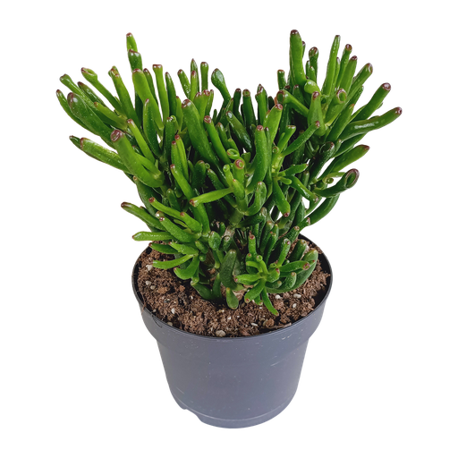 "Crassula gollum 17cm image"