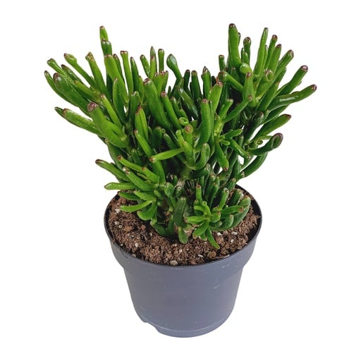 "Geldbaum 'Gollum' (Crassula ovata) – pflegeleichte Zimmerpflanze, Topf-Ø 17 cm image"