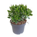 Crassula minova 17cm