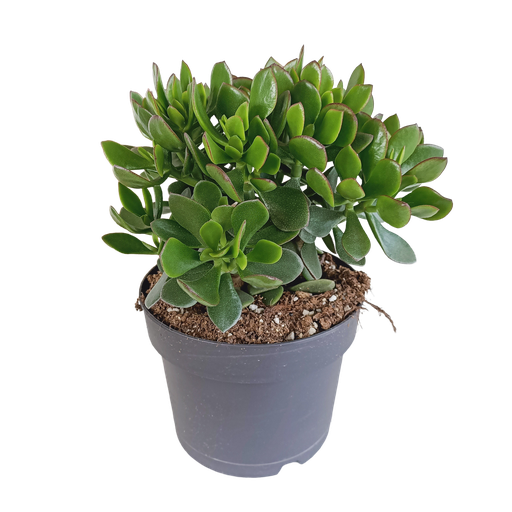 "Crassula minova 17cm image"