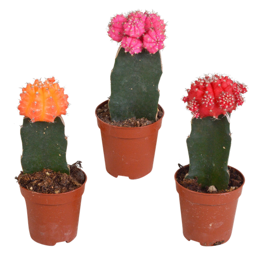 "Euphorbia meloformis variegata - Gymnocalycium mix - 5,5cm - 3x image"