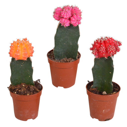 "Euphorbia meloformis variegata - Gymnocalycium mix - 5,5cm - 3x image"