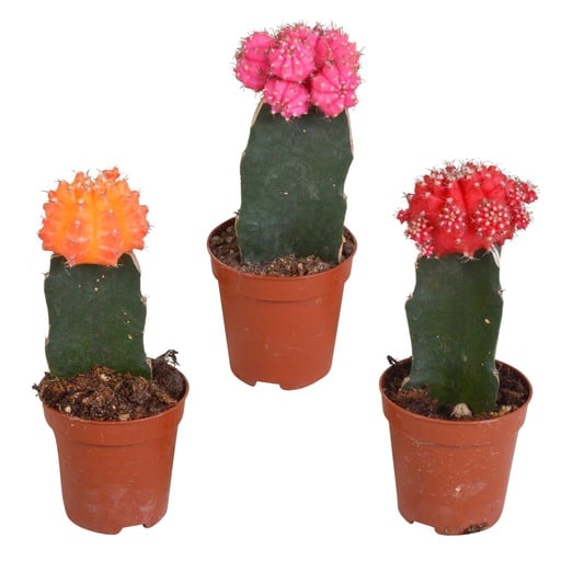 "Melonenförmige Wolfsmilch 'Variegata' 3er-Set (Euphorbia meloformis) – pflegeleichte Zimmerpflanze image"