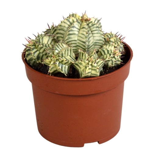 "Euphorbia meloformis variegata - clay - 10,5cm - 1x image"
