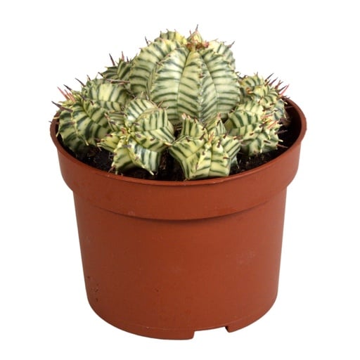 "Melonenförmige Wolfsmilch 'Variegata' (Euphorbia meloformis) – pflegeleichte Zimmerpflanze, im Tontopf, Topf-Ø 10,5 cm image"