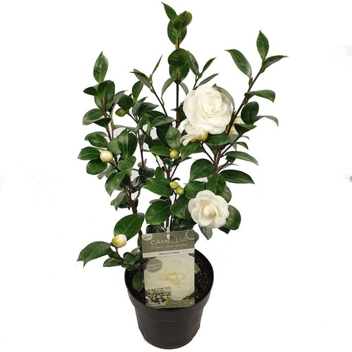 "Camellia jap. 'Nuccio's Gem' - Ø19cm - ↕65cm image"
