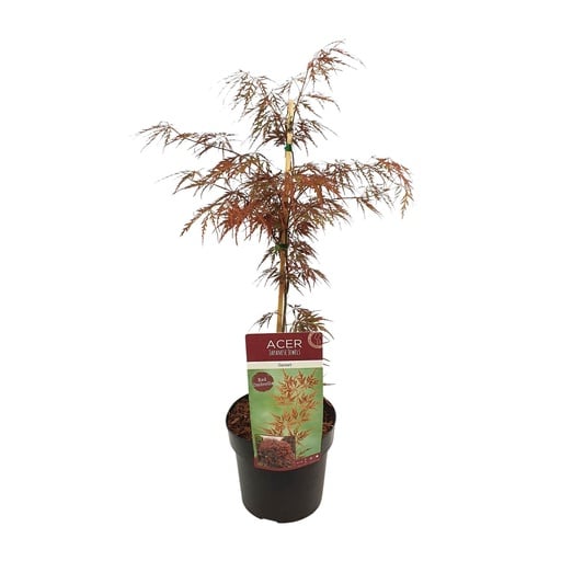 "Acer palm. 'Garnet' - Ø19cm - ↕40cm image"