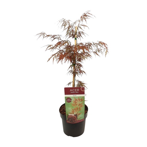 "Fächerahorn 'Garnet' (Acer palmatum) – winterharter Zierbaum, Topf-Ø 19 cm, Höhe ca. 40 cm image"