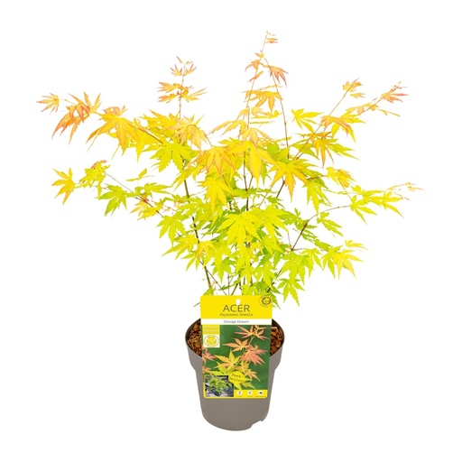 "Acer palmatum Orange Dream - Ø15cm - ↕30cm image"