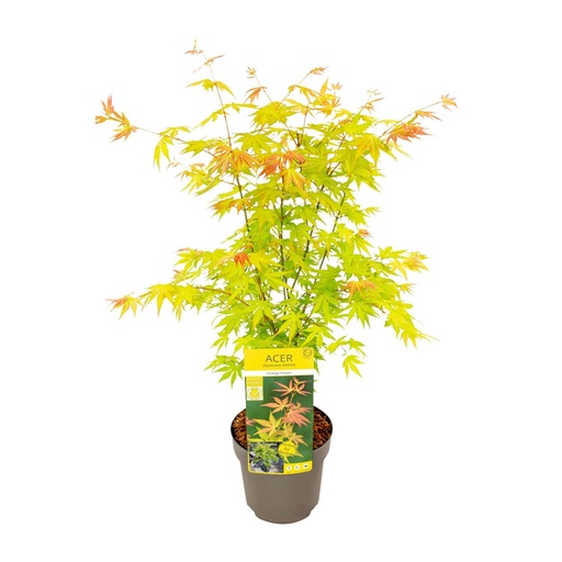 "Acer palmatum Orange Dream - Ø19cm - ↕50cm image"