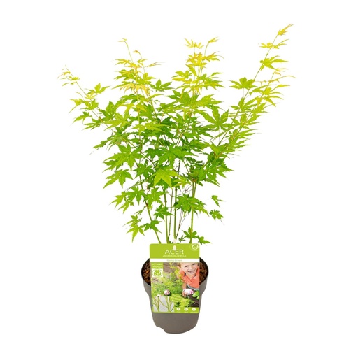 "Acer palmatum Going Green - Ø15cm - ↕30cm image"