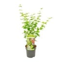 Acer palmatum Going Green - Ø19cm - ↕50cm