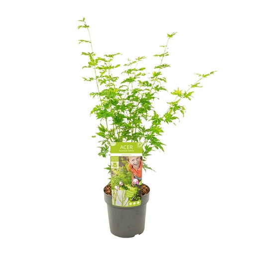 "Fächerahorn (Acer palmatum) – winterharter Zierstrauch, Topf-Ø 19 cm, Höhe ca. 50 cm image"