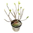 Hortensie 'Strong Annabelle' - Ø19cm - ↕30cm
