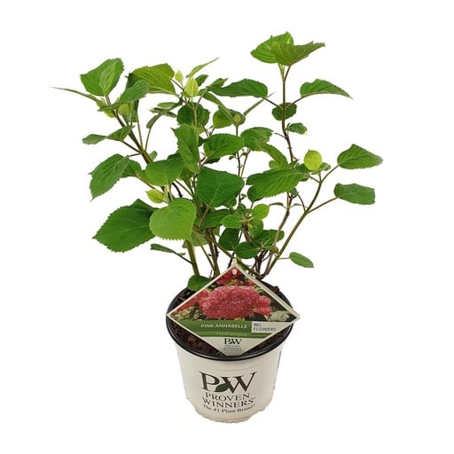 "Hydrangea arbo. 'Pink Annabelle' - Ø19cm - ↕30cm image"