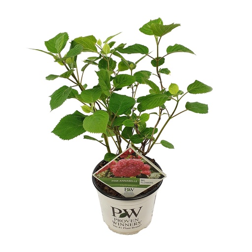 "Glatte Hortensie 'Rosa Annabelle' (Hydrangea arborescens) – winterharter Blütenstrauch, Topf-Ø 19 cm, Höhe ca. 30 cm image"