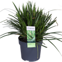 Carex morrowii 'Ice Dance' - Ø14cm - ↕30cm